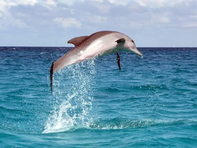 Enjoy a private Dolphin Trip Hurghada by speed boat with Dolphin House area visit, snorkeling, coral reefs, white sandbank, and Red Sea views.