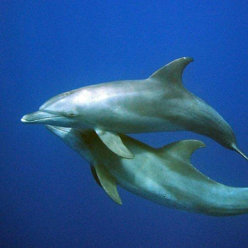 Enjoy a private Dolphin Trip Hurghada by speed boat with Dolphin House area visit, snorkeling, coral reefs, white sandbank, and Red Sea views.