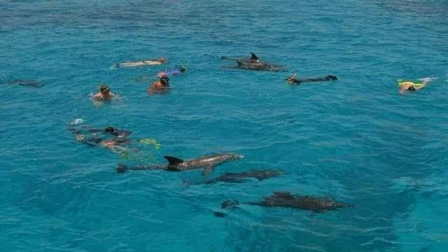 Enjoy a private Dolphin Trip Hurghada by speed boat with Dolphin House area visit, snorkeling, coral reefs, white sandbank, and Red Sea views.