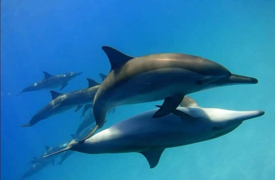 Enjoy a private Dolphin Trip Hurghada by speed boat with Dolphin House area visit, snorkeling, coral reefs, white sandbank, and Red Sea views.