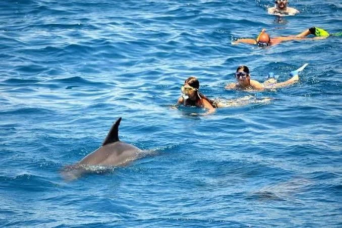 Enjoy a private Dolphin Trip Hurghada by speed boat with Dolphin House area visit, snorkeling, coral reefs, white sandbank, and Red Sea views.