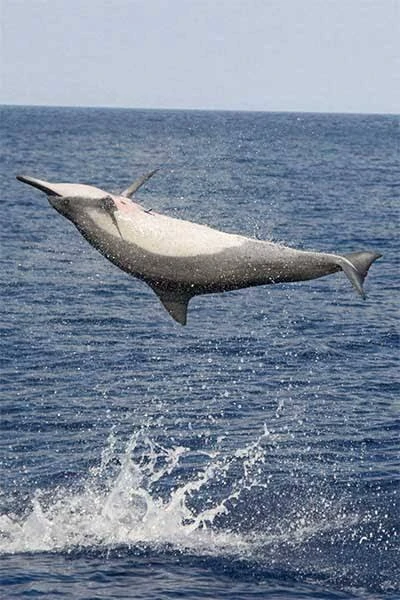 Enjoy a private Dolphin Trip Hurghada by speed boat with Dolphin House area visit, snorkeling, coral reefs, white sandbank, and Red Sea views.