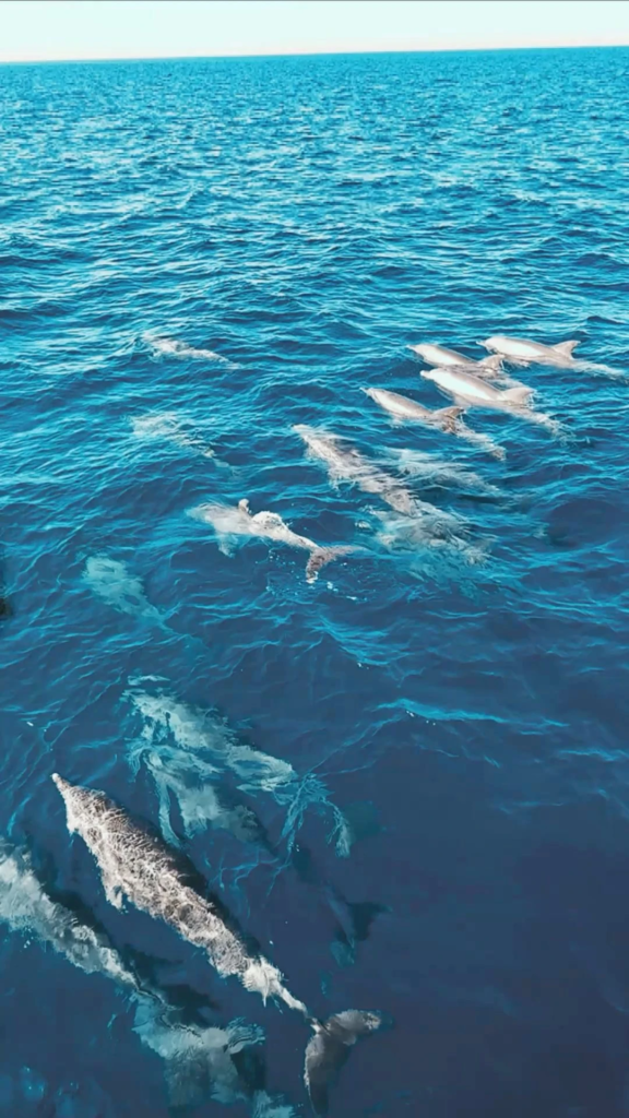 Enjoy a private Dolphin Trip Hurghada by speed boat with Dolphin House area visit, snorkeling, coral reefs, white sandbank, and Red Sea views.