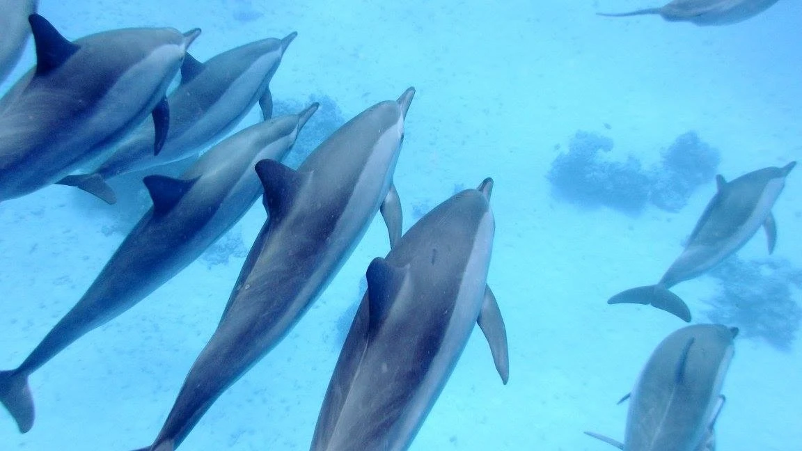 Enjoy a private Dolphin Trip Hurghada by speed boat with Dolphin House area visit, snorkeling, coral reefs, white sandbank, and Red Sea views.