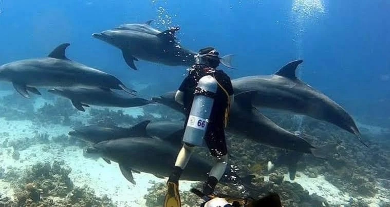 Experience scuba diving in Hurghada with professional guidance, diving equipment, colorful coral reefs, tropical fish, and beautiful Red Sea underwater views.