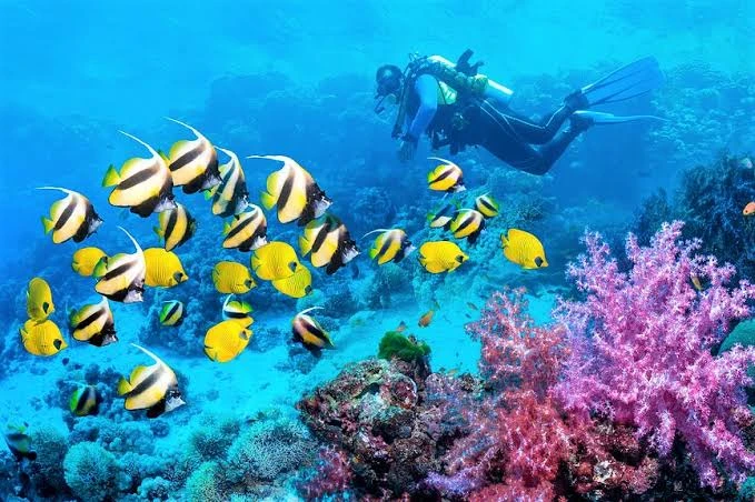 Experience scuba diving in Hurghada with professional guidance, diving equipment, colorful coral reefs, tropical fish, and beautiful Red Sea underwater views.