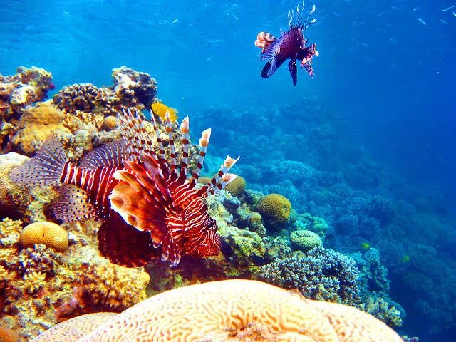 Experience scuba diving in Hurghada with professional guidance, diving equipment, colorful coral reefs, tropical fish, and beautiful Red Sea underwater views.