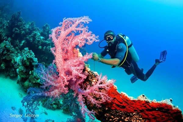 Experience scuba diving in Hurghada with professional guidance, diving equipment, colorful coral reefs, tropical fish, and beautiful Red Sea underwater views.